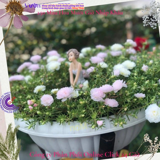 Cành Giống Hoa Mười Giờ Thái Kép Màu Hồng BaBy Dễ Thương MiMa market
