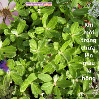 Hoa Mười Giờ Sam Cẩm Thạch Lá Hồng Hạnh Phúc 🌻 MiMa market