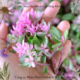 Hoa Mười Giờ Sam Cẩm Thạch Lá Hồng Hạnh Phúc 🌻 MiMa market