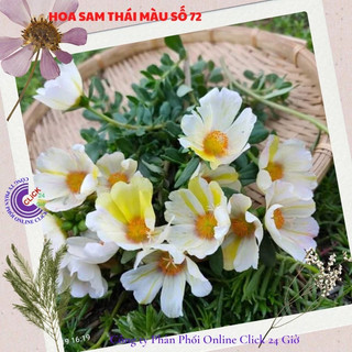 Cành Giống Hoa Sam Kem Vàng Màu 72 Hoa Mười Giờ Sam Thái Hoa To Đẹp MiMa market