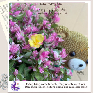 Hoa Cẩm Thạch Lá Hồng Mới Tuyệt Đẹp 🌻 MiMa market
