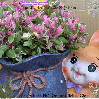 Hoa Cẩm Thạch Lá Hồng Mới Tuyệt Đẹp 🌻 MiMa market