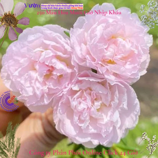 Hoa Mười Giờ Hồng Baby Siêu Dễ Thương MiMa market