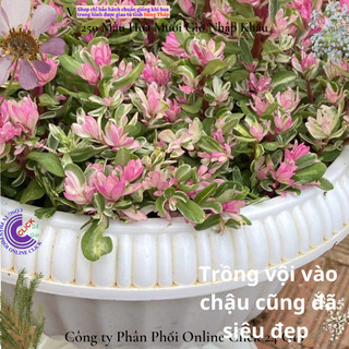 Hoa Cẩm Thạch Lá Hồng Mới Tuyệt Đẹp 🌻 MiMa market