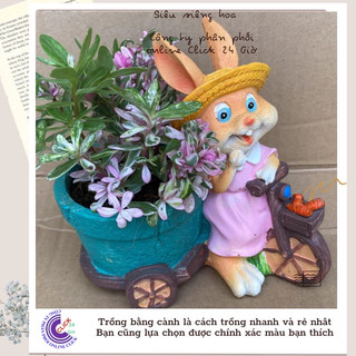 Hoa Cẩm Thạch Lá Hồng Mới Tuyệt Đẹp 🌻 MiMa market