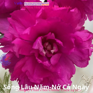Hoa Mười Giờ 500g Combo 5 loại Cánh Kép NỞ CẢ NGÀY Siêu Đẹp MiMa market