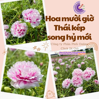 Cành Hoa Mười Giờ Thái Kép Song Hỷ Mới Siêu Dễ Trồng Không Phải Hạt Giống