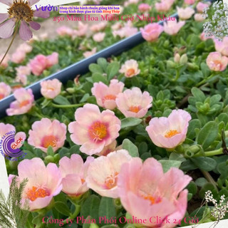 Cành Giống Hoa Sam Kem Thương Màu 63 Hoa Mười Giờ Sam Thái Đẹp Nhẹ Dịu MiMa market