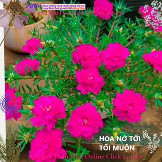 Hoa Mười Giờ 500g Combo 5 loại Cánh Kép NỞ CẢ NGÀY Siêu Đẹp MiMa market