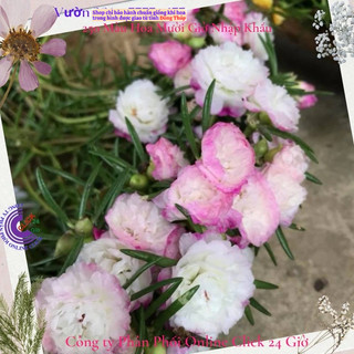 [NỞ CẢ NGÀY] ️Cành Hoa Mười Giờ Trắng Viền Tím Mới 🏫 MiMa market