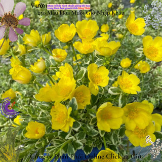 Cành Hoa Sam Cẩm Thạch Vàng Phú Quý 🌻 MiMa market