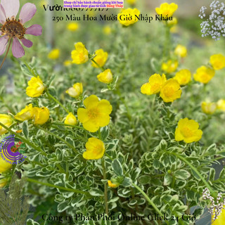 Cành Hoa Sam Cẩm Thạch Vàng Phú Quý 🌻 MiMa market