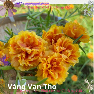 Hoa Mười Giờ Vàng Vạn Thọ hoa mười giờ MiMa market