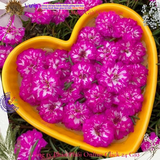 Hoa Mười Giờ Cành Giống Loại Nở Cả Ngày Màu Tím Sọc Trắng