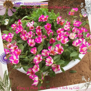 [Sam Đẹp] Cành Giống Hoa Sam Thái Hoa Mười Giờ Sam Sọc Màu 4 Siêu Đẹp MiMa market