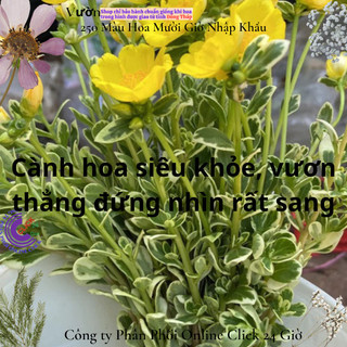Cành Hoa Sam Cẩm Thạch Vàng Phú Quý 🌻 MiMa market