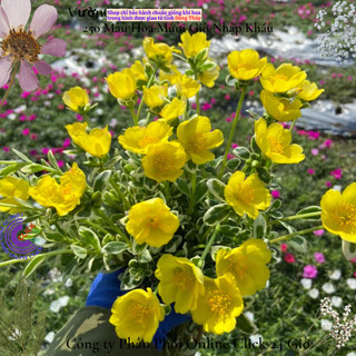 Cành Hoa Sam Cẩm Thạch Vàng Phú Quý 🌻 MiMa market