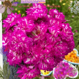 [NỞ CẢ NGÀY] ️Hoa Mười Giờ Tím Mới Siêu Đẹp  🌹️ SHOP PP ONLINE CLICK 24 GIỜ