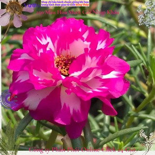 [NỞ CẢ NGÀY] ️Hoa Mười Giờ Tím Mới Siêu Đẹp  🌹️ SHOP PP ONLINE CLICK 24 GIỜ