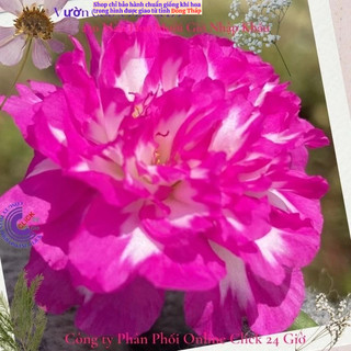 [NỞ CẢ NGÀY] ️Hoa Mười Giờ Tím Mới Siêu Đẹp  🌹️ SHOP PP ONLINE CLICK 24 GIỜ