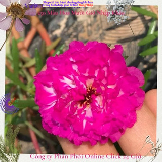 [NỞ CẢ NGÀY] ️Hoa Mười Giờ Tím Mới Siêu Đẹp  🌹️ SHOP PP ONLINE CLICK 24 GIỜ