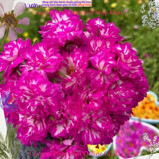 [NỞ CẢ NGÀY] ️Hoa Mười Giờ Tím Mới Siêu Đẹp  🌹️ SHOP PP ONLINE CLICK 24 GIỜ