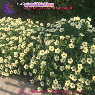 Hoa đông hầu - Hoa dừa kem - Cây dừa vàng siêu bông quanh năm 🎄 SHOP PP ONLINE CLICK 24 GIỜ