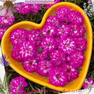 [NỞ CẢ NGÀY] ️Hoa Mười Giờ Tím Mới Siêu Đẹp  🌹️ SHOP PP ONLINE CLICK 24 GIỜ