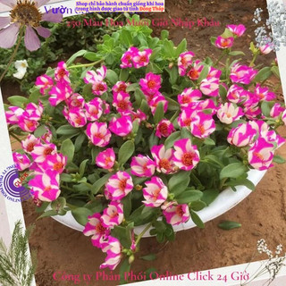 [Sam Đẹp] Cành Giống Hoa Sam Thái Hoa Mười Giờ Sam Sọc Màu 4 Siêu Đẹp SHOP PP ONLINE CLICK 24 GIỜ