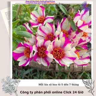 [Sam Đẹp] Cành Giống Hoa Sam Thái Hoa Mười Giờ Sam Sọc Màu 4 Siêu Đẹp SHOP PP ONLINE CLICK 24 GIỜ