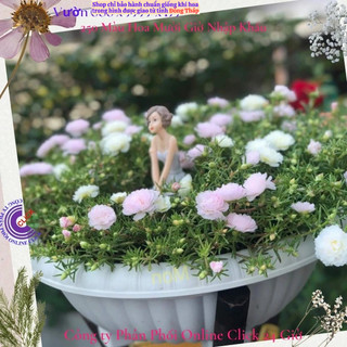 Hoa Mười Giờ Hồng Baby Đẹp Lạ Màu Hót Nhất