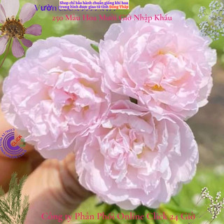 Hoa Mười Giờ Hồng Baby Đẹp Lạ Màu Hót Nhất