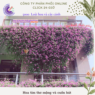 Hoa trâm ổi tím rũ giống hoa ngũ sắc trồng ban công tường rào️🏀 Yêu Nhà Yêu Hoa