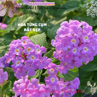 Hoa trâm ổi tím rũ giống hoa ngũ sắc trồng ban công tường rào️🏀 Yêu Nhà Yêu Hoa