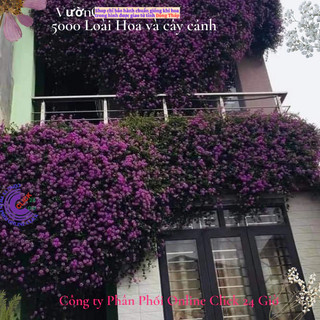 Hoa trâm ổi tím rũ giống hoa ngũ sắc trồng ban công tường rào️🏀 Yêu Nhà Yêu Hoa