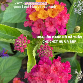Hoa trâm ổi giống hoa ngũ sắc thái tím sen vàng tuyệt đẹp🍜 Yêu Nhà Yêu Hoa
