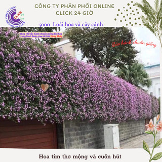 Hoa trâm ổi tím rũ giống hoa ngũ sắc trồng ban công tường rào️🏀 Yêu Nhà Yêu Hoa