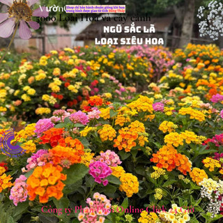 combo 4 chậu hoa ngũ sắc thái nhiều màu siêu dễ trồng ️🐤 Yêu Nhà Yêu Hoa