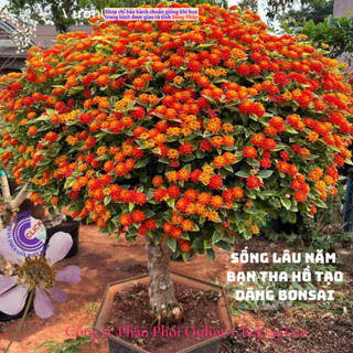 combo 4 chậu hoa ngũ sắc thái nhiều màu siêu dễ trồng ️🐤 Yêu Nhà Yêu Hoa