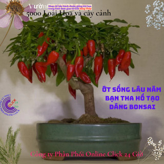 Cây ớt kiểng cây gia vị chậu lớn đang có trái nhiều loại ớt 🌴 Yêu Nhà Yêu Hoa