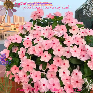 Hoa dừa cạn Thái siêu bông giống hoa màu hồng phấn tâm sen rất to đẹp🌷Yêu Nhà Yêu Hoa
