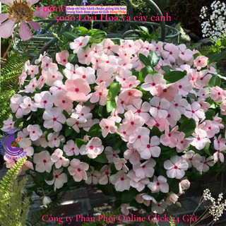 Hoa dừa cạn Thái siêu bông giống hoa màu hồng phấn tâm sen rất to đẹp🌷Yêu Nhà Yêu Hoa