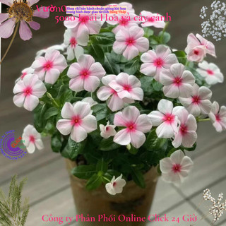 Hoa dừa cạn Thái siêu bông giống hoa màu hồng phấn tâm sen rất to đẹp🌷Yêu Nhà Yêu Hoa