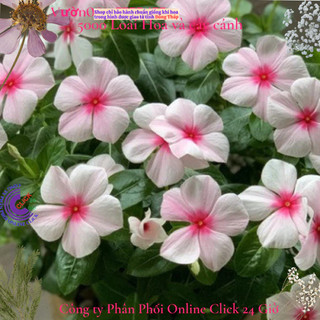 Hoa dừa cạn Thái siêu bông giống hoa màu hồng phấn tâm sen rất to đẹp🌷Yêu Nhà Yêu Hoa