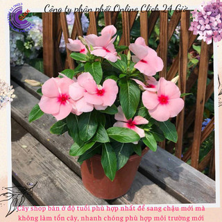 Hoa dừa cạn Thái siêu bông giống hoa màu hồng phấn tâm sen rất to đẹp🌷Yêu Nhà Yêu Hoa