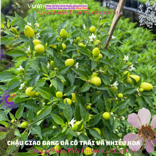 Cây ớt kiểng cây gia vị chậu lớn đang có trái nhiều loại ớt 🌴 Yêu Nhà Yêu Hoa