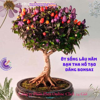 Cây ớt kiểng cây gia vị chậu lớn đang có trái nhiều loại ớt 🌴 Yêu Nhà Yêu Hoa