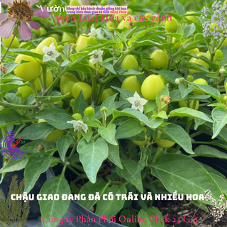 Cây ớt kiểng cây gia vị chậu lớn đang có trái nhiều loại ớt 🌴 Yêu Nhà Yêu Hoa