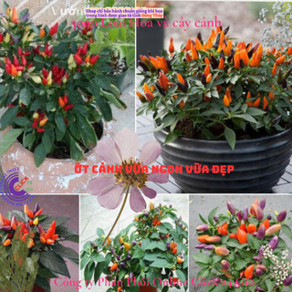 Cây ớt kiểng cây gia vị chậu lớn đang có trái nhiều loại ớt 🌴 Yêu Nhà Yêu Hoa