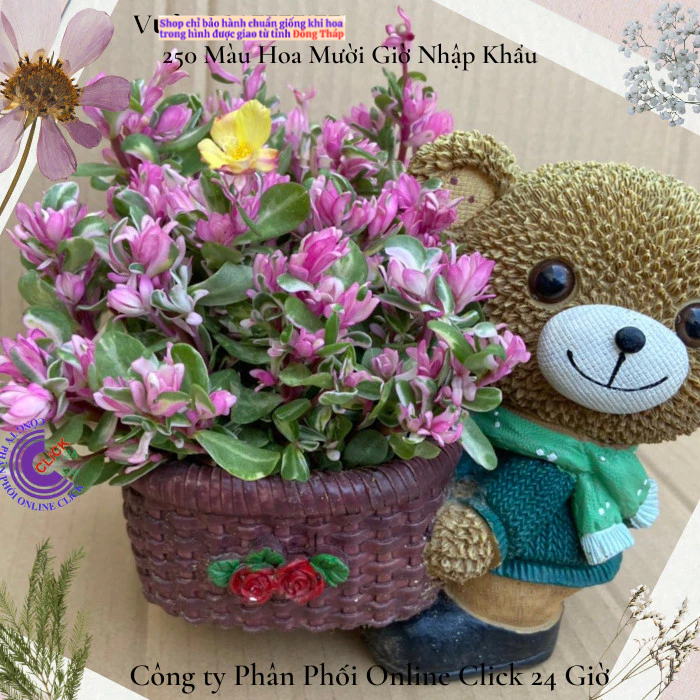 Hoa Cẩm Thạch Lá Hồng Mới Tuyệt Đẹp 🍀 MM Market